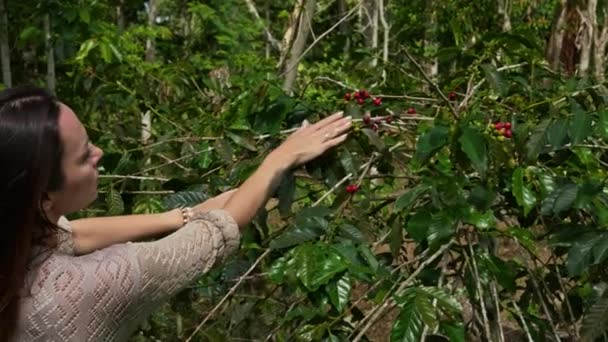 Kvinnan plockar kaffebär på gården, Bali ön. — Stockvideo