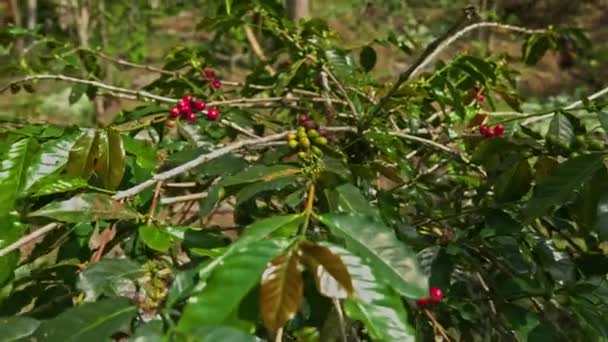 Koffie boom met rijpe bessen op boerderij, Bali eiland — Stockvideo