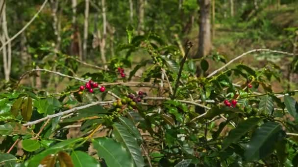 Árbol de café con bayas maduras en la granja, isla de Bali — Vídeos de Stock