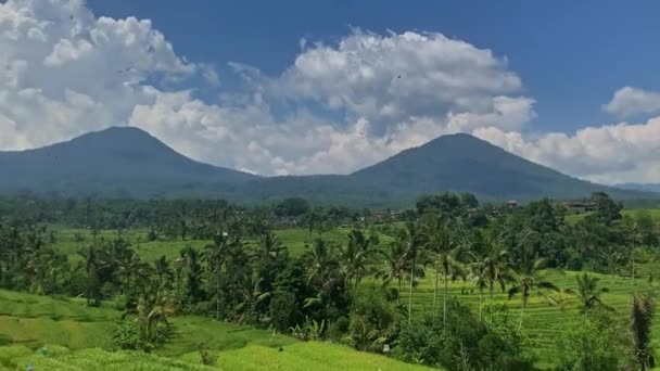 Vista de la terraza de arroz Jatiluwih, Bali — Vídeos de Stock