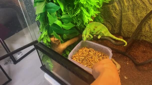 Chameleon eating in a terrarium — Stock Video