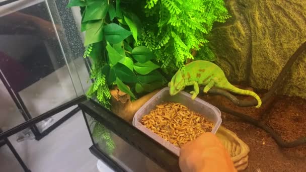 Хамелеон ест в террариуме — стоковое видео