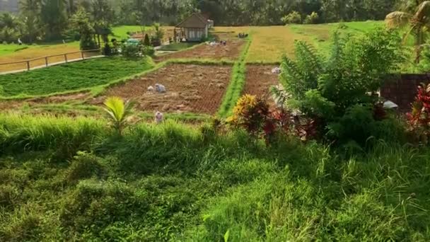 Menschen, die in einem Reisfeld arbeiten, bali — Stockvideo