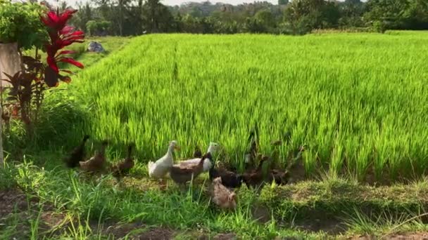 Kachny na rýžových polích, Bali — Stock video