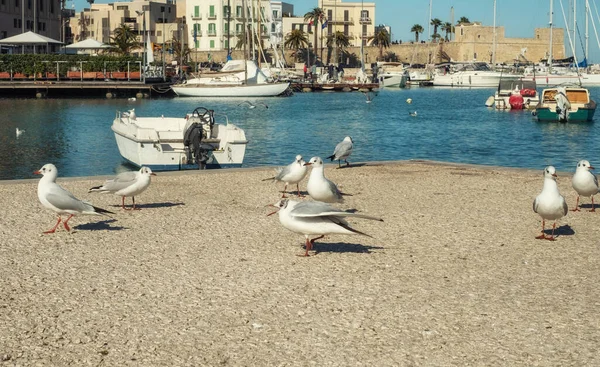 Mouettes contre vieux bateaux de pêche à Bari, Italie — Photo