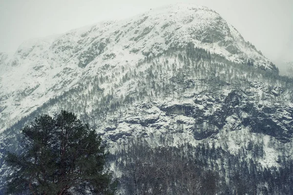 Norveç Teki Karlı Tepeler Ormanlar — Stok fotoğraf
