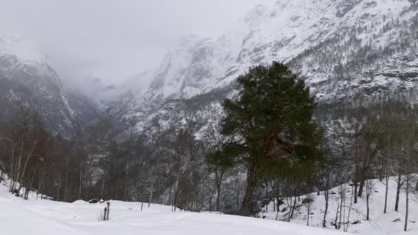 Colline Innevate Foresta Norvegia — Video Stock