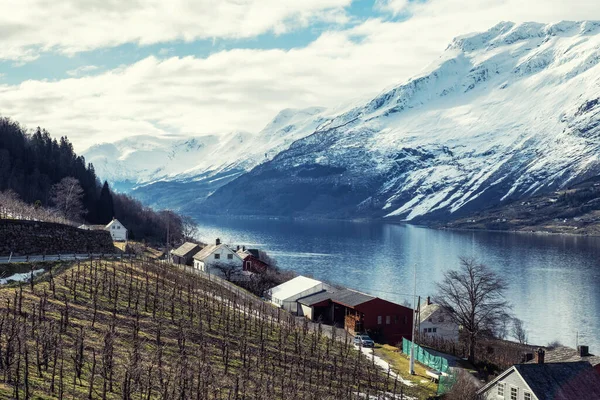 Norveç Sorfjorden Deki Elma Şarabı Çiftliği — Stok fotoğraf