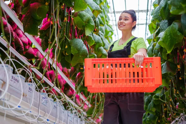 Vrouw die in een kas werkt — Stockfoto