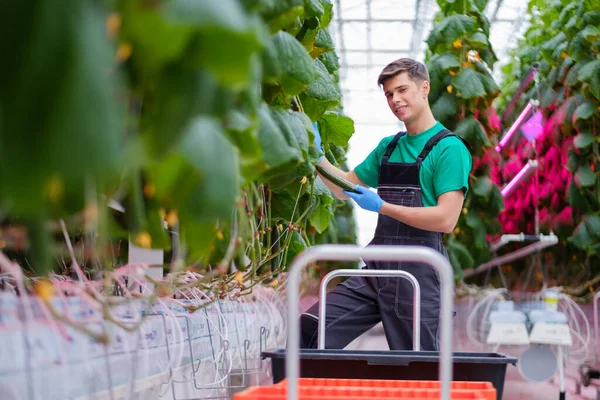 Man werkt in een kas — Stockfoto