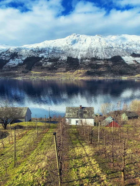 Jablečná farma v Sorfjordenu, Norsko — Stock fotografie