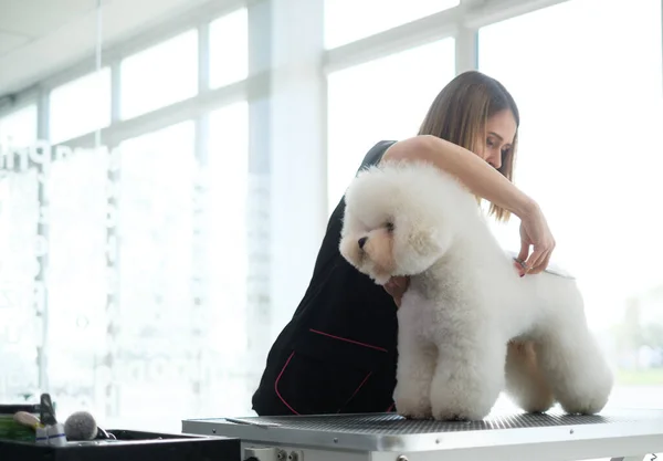 Bichon Fries på en hundgrooming salong — Stockfoto