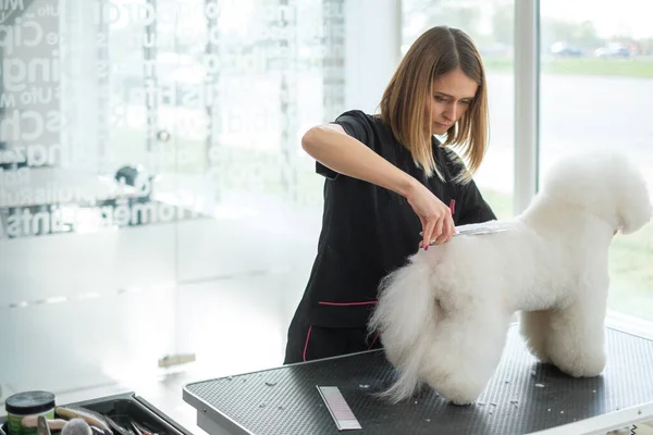 Bichon Fries a un salone di toelettatura di cane — Foto Stock