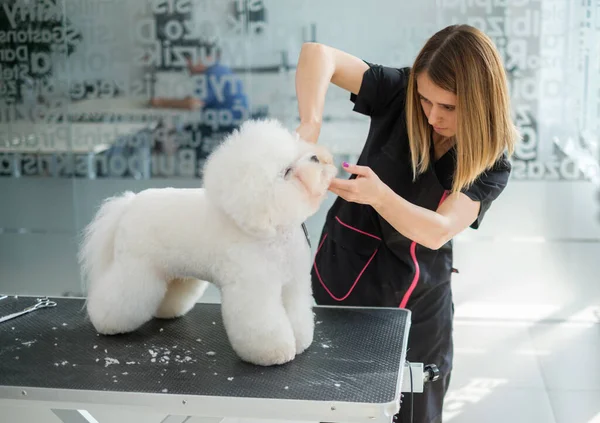 Bichon Fries op een hond grooming salon — Stockfoto