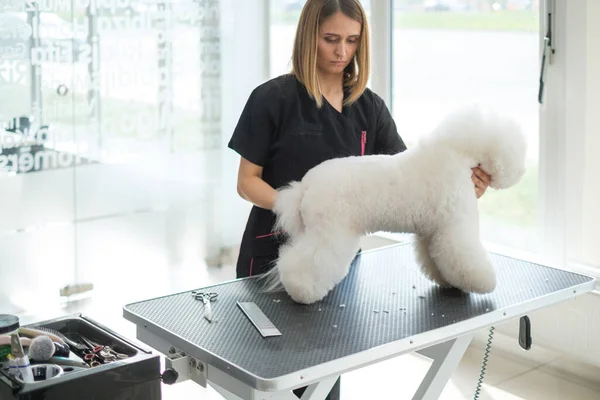 Bichon Fries op een hond grooming salon — Stockfoto