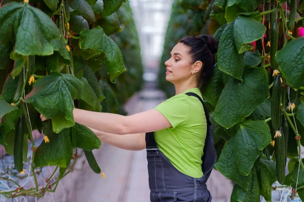 Vrouw die in een kas werkt — Stockfoto