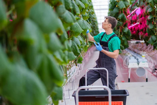 Mann arbeitet in einem Gewächshaus — Stockfoto