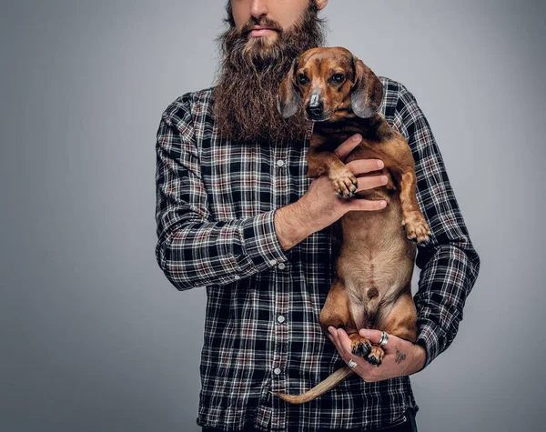 Homem segurando um cão texugo bonito . — Fotografia de Stock