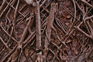 Resmi bir orman ağaçları 