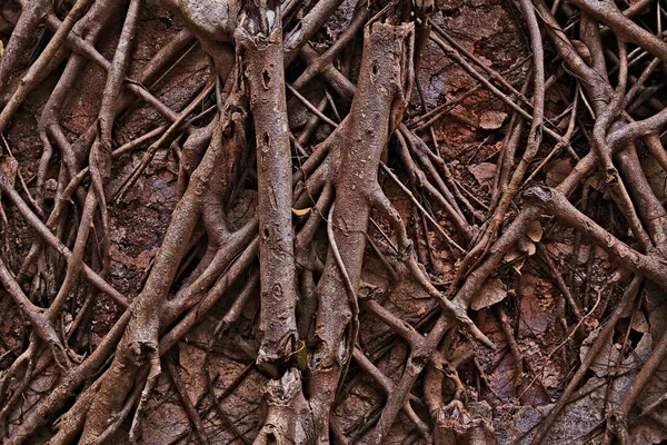 Resmi bir orman ağaçları 