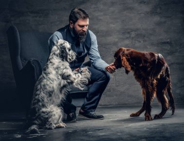Sakallı erkek ve iki İrlandalı köpek