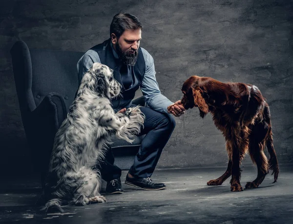 Бородатий самець та дві собаки ірландський — стокове фото