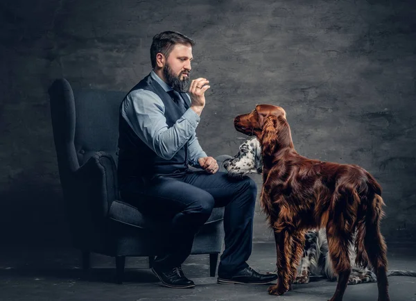 Varón barbudo y dos perros irlandeses — Foto de Stock