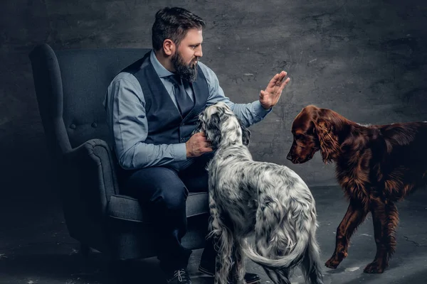 ひげを生やした男性と 2 つのアイルランドの犬 — ストック写真