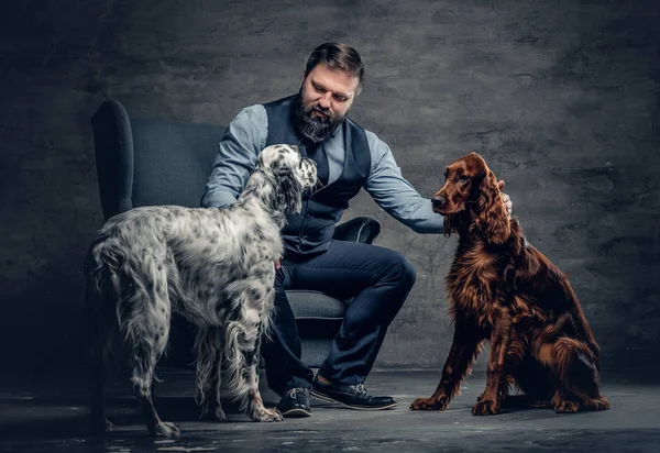 Varón barbudo y dos perros irlandeses —  Fotos de Stock
