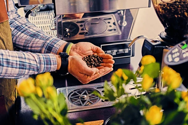 Mann hält geröstete Kaffeebohnen in der Hand — Stockfoto