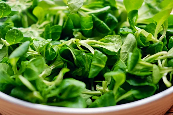 Basilicum in een witte pot — Stockfoto