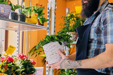 Sakallı adam bir pot çiçekli tutar