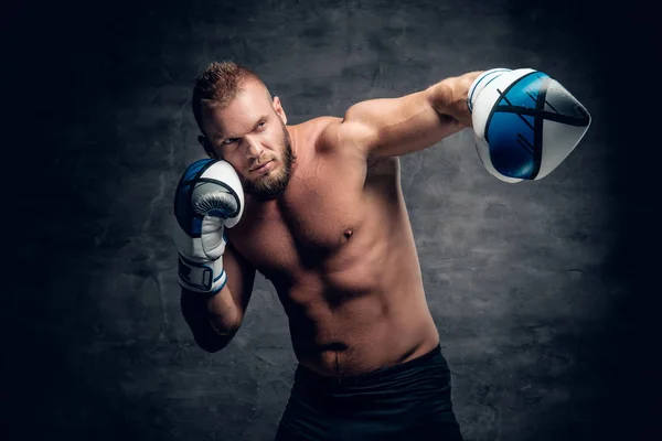 Boxer barbuto in azione — Foto Stock