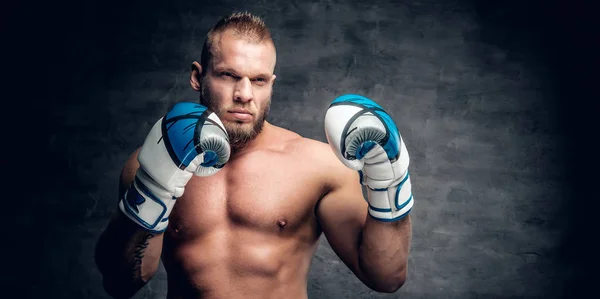 Punzón barbudo con guantes de boxeador —  Fotos de Stock
