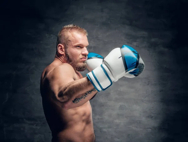 Szakállas boxer akcióban — Stock Fotó