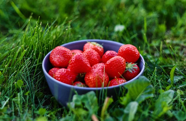 Bir fincan lezzetli çilek