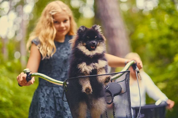 Chica rubia en bicicleta y un perro Spitz — Foto de Stock