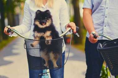 Siyah ve sarı Spitz köpek 