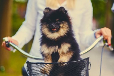 Siyah ve sarı Spitz köpek 