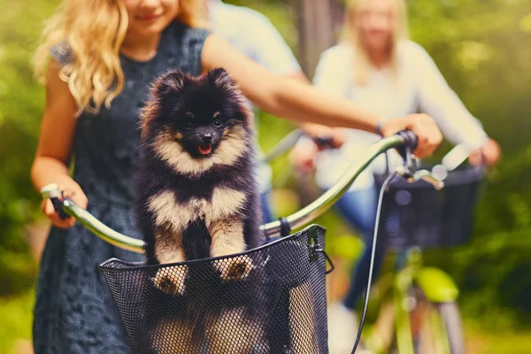 Blond girl with Spitz dog in a basket — Stock Photo, Image