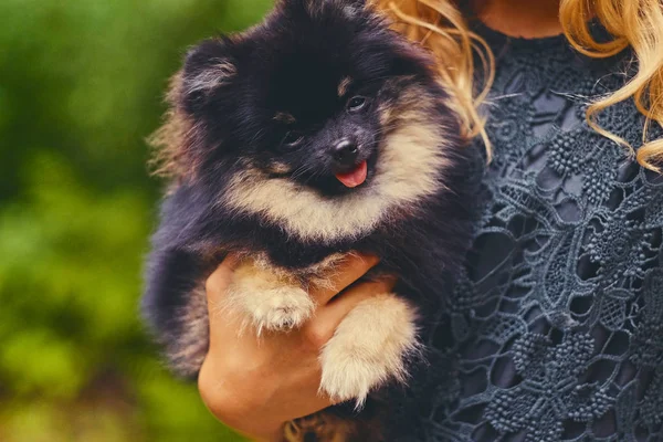 Schwarz-gelber Spitzhund — Stockfoto