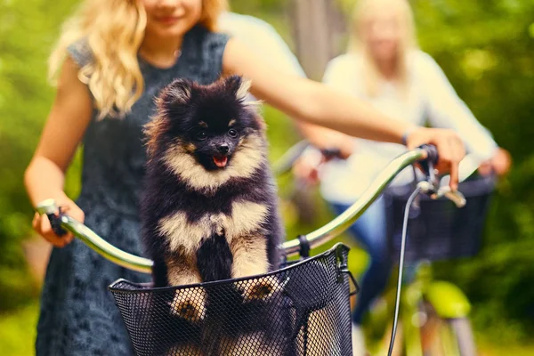 Blond flicka med Spitz hund i en korg — Stockfoto