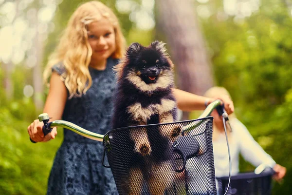 Sepet içinde Spitz köpek ile sarışın kız