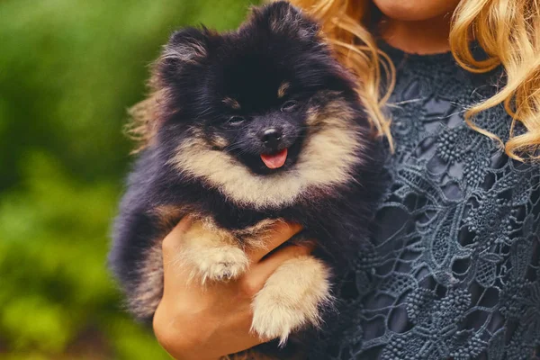 Siyah ve sarı Spitz köpek 