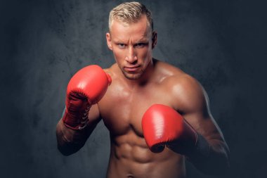 Gömleksiz tekme boksör bir stüdyoda