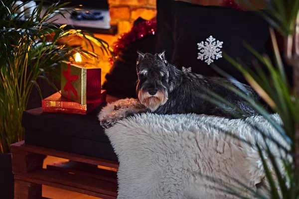 Schnauzer dog dressed in Christmas clothes — Stock Photo, Image