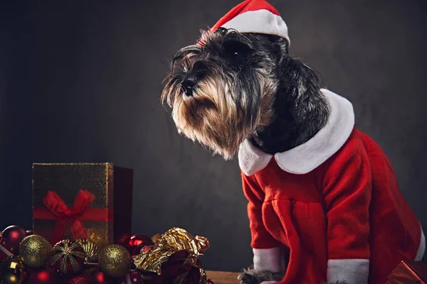 Dog dressed in Christmas dress — Stock Photo, Image