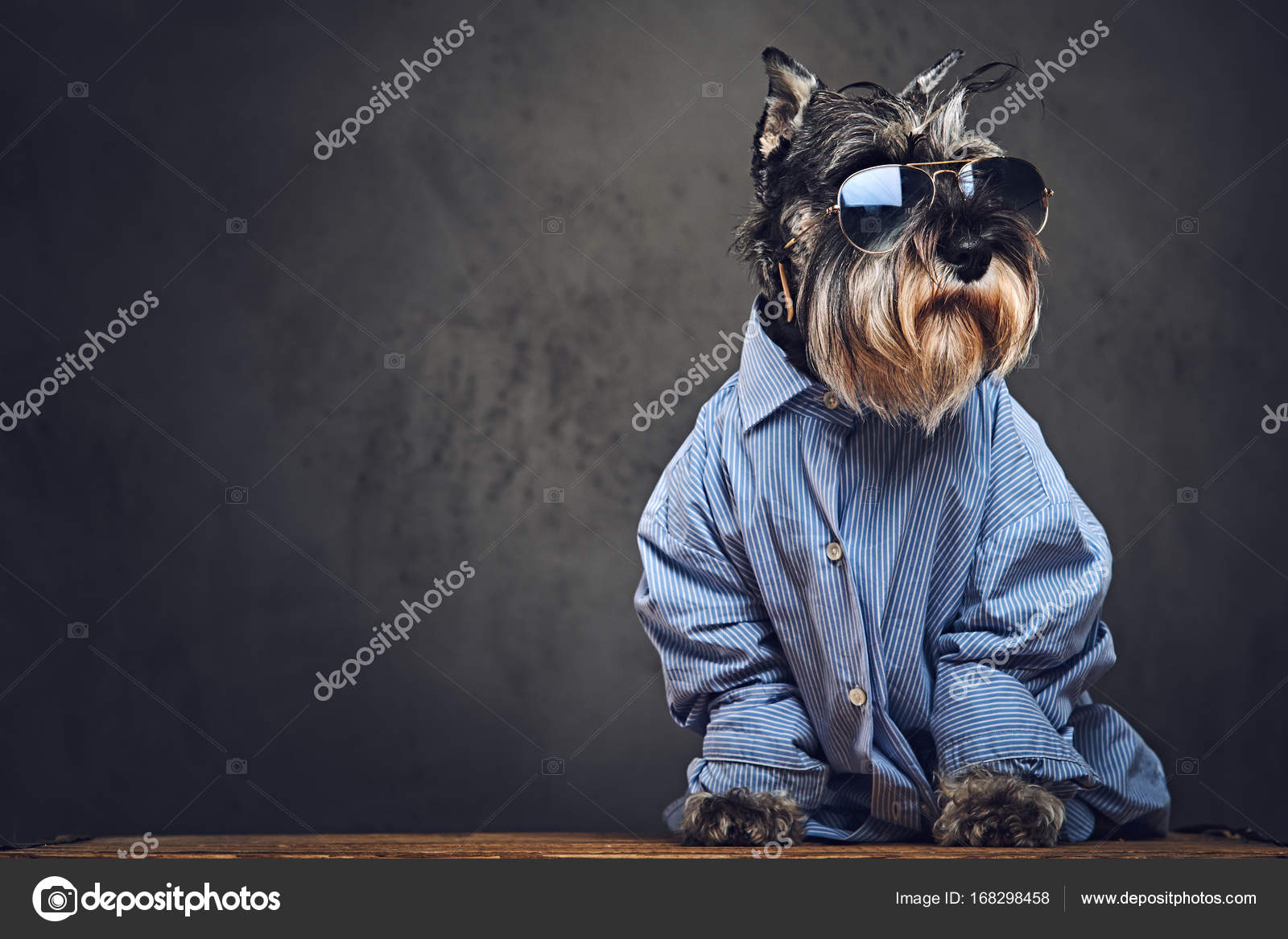Schnauzer with glasses sale