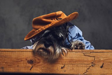 Moda schnauzer köpek