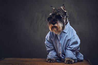 Schnauzer köpek güneş gözlüğü